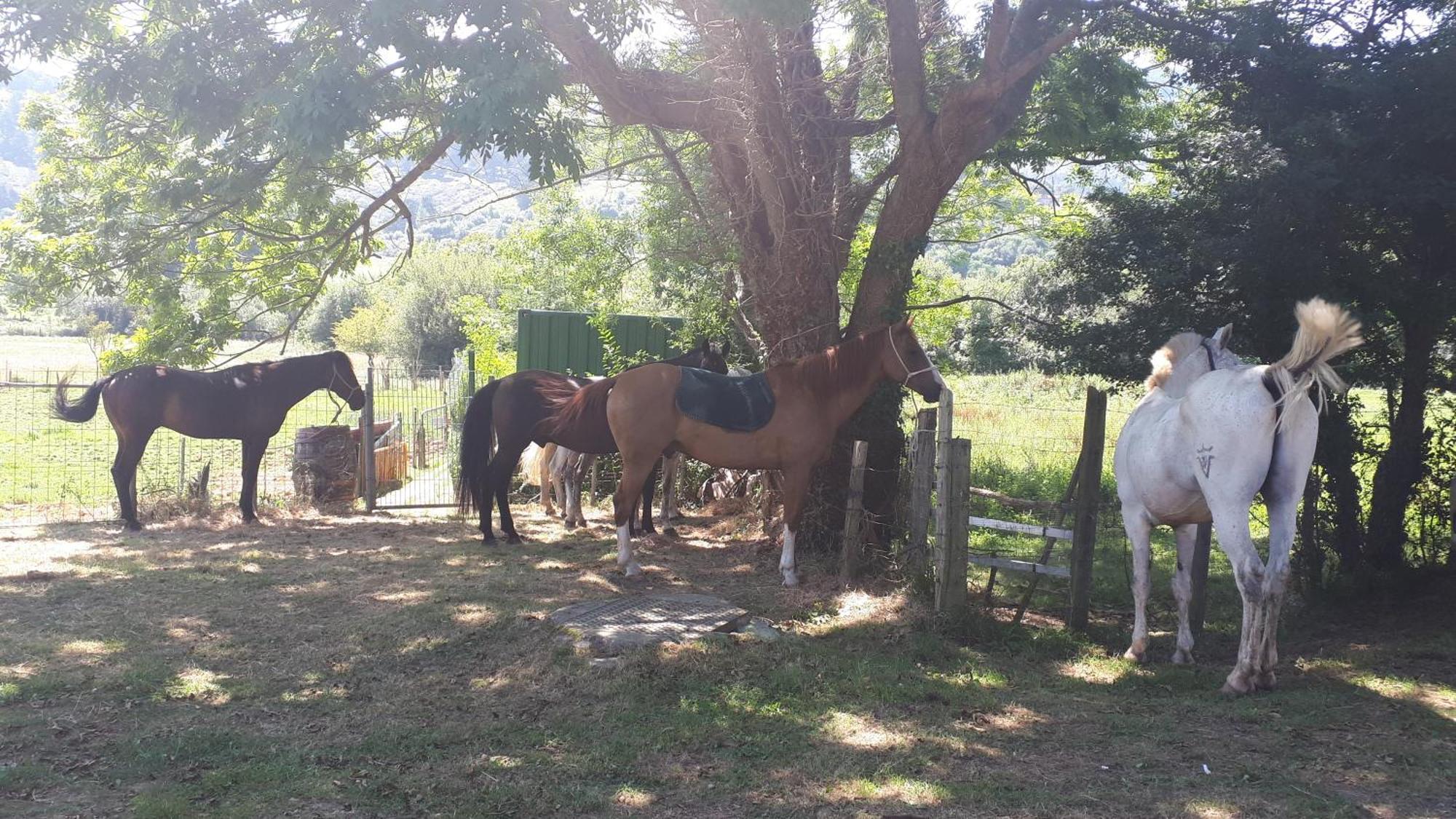 Apartamento Rural Zuri Cotorrio Екстер'єр фото